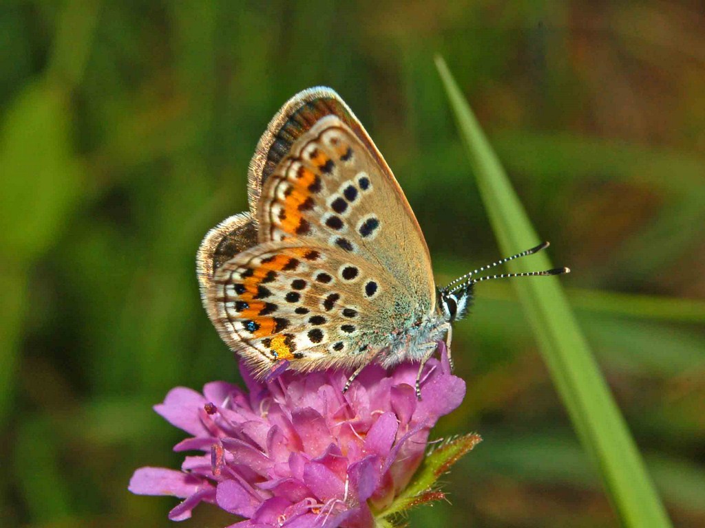 Un licenide dal Parco dell''Antola